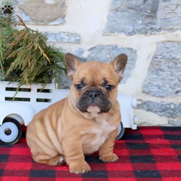 Jack, French Bulldog Puppy