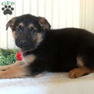 Jack, German Shepherd Puppy