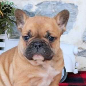 Jack, French Bulldog Puppy