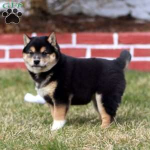 Jackie, Shiba Inu Puppy