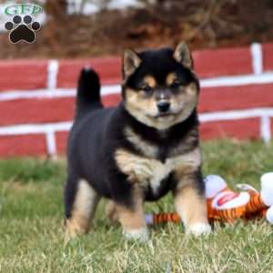 Jackie, Shiba Inu Puppy