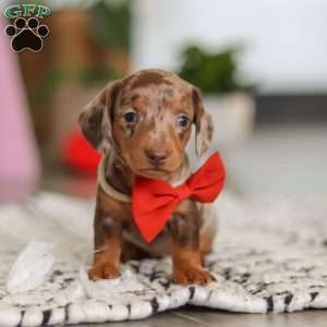 Jackson, Dachshund Puppy