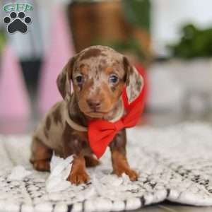Jackson, Dachshund Puppy