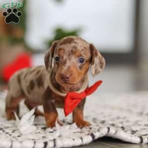 Jackson, Dachshund Puppy