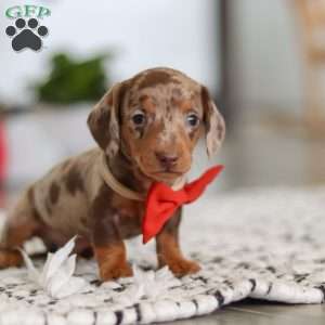 Jackson, Dachshund Puppy