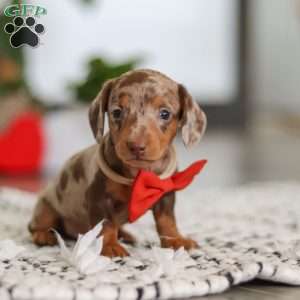 Jackson, Dachshund Puppy