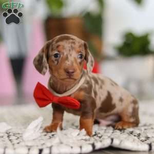 Jackson, Dachshund Puppy