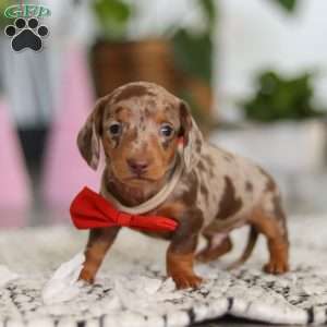 Jackson, Dachshund Puppy