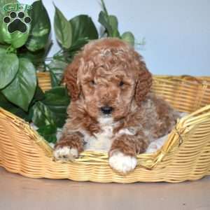 Jackson, Mini Goldendoodle Puppy