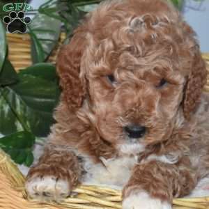 Jackson, Mini Goldendoodle Puppy