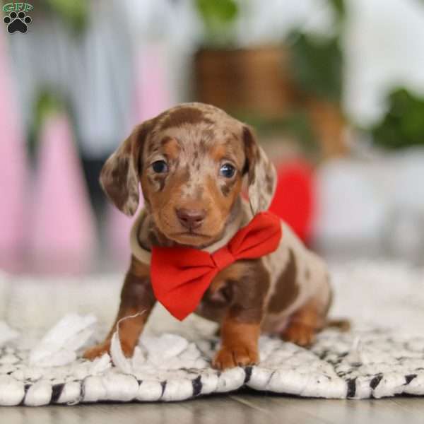 Jackson, Dachshund Puppy