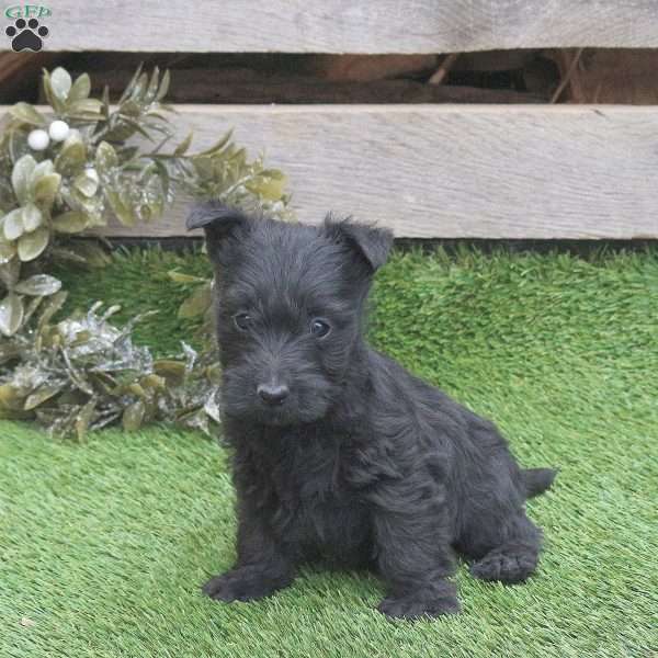 Jada, Scottish Terrier Puppy
