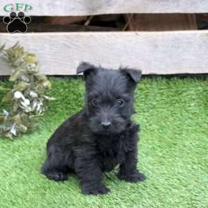 Jada, Scottish Terrier Puppy