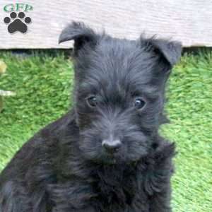 Jada, Scottish Terrier Puppy