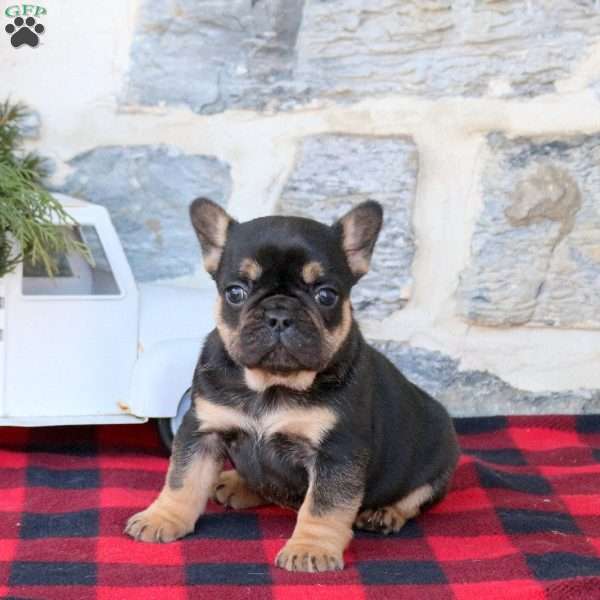 Jade, French Bulldog Puppy