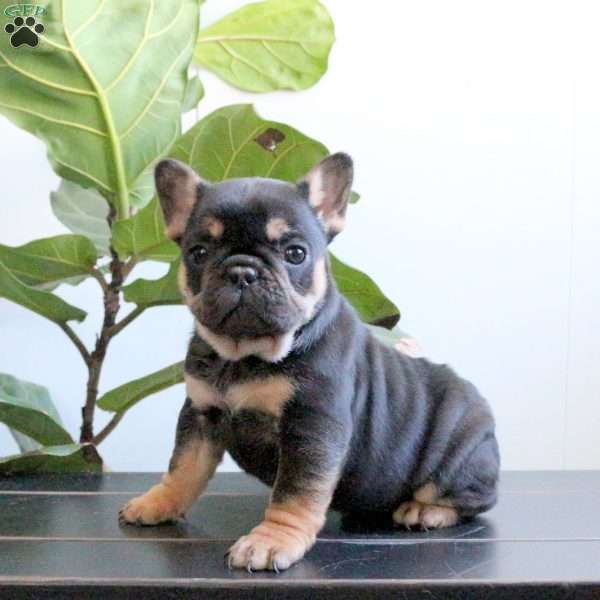 Jade, French Bulldog Puppy