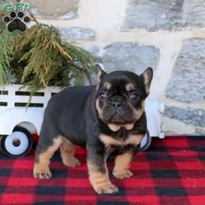 Jade, French Bulldog Puppy