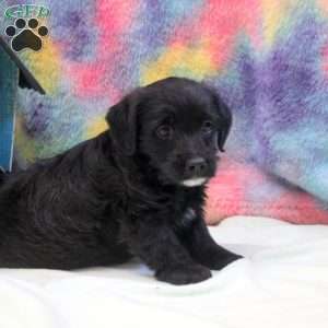 Jade, Jack Russell Mix Puppy