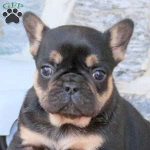Jade, French Bulldog Puppy