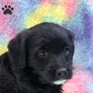 Jade, Jack Russell Mix Puppy