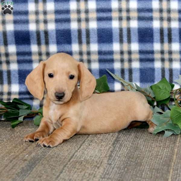 Jaden – Mini, Dachshund Puppy