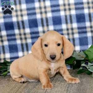 Jaden – Mini, Dachshund Puppy