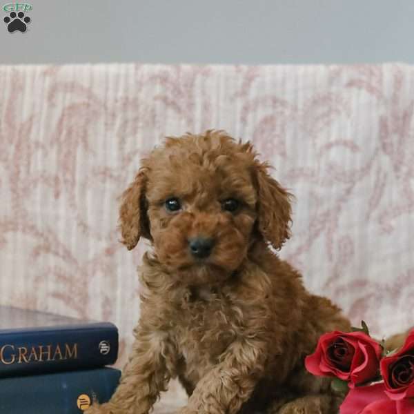 Jadon, Cockapoo Puppy