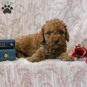 Jadon, Cockapoo Puppy