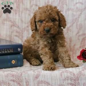 Jadon, Cockapoo Puppy