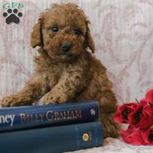 Jadon, Cockapoo Puppy