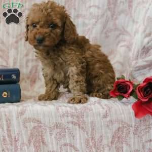 Jadon, Cockapoo Puppy