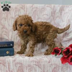 Jadon, Cockapoo Puppy