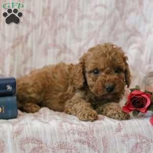 Jadon, Cockapoo Puppy