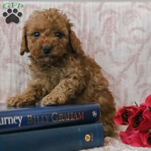 Jadon, Cockapoo Puppy