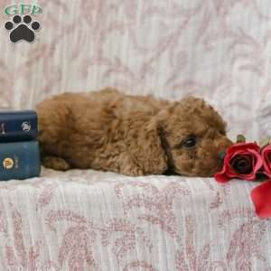 Jadon, Cockapoo Puppy