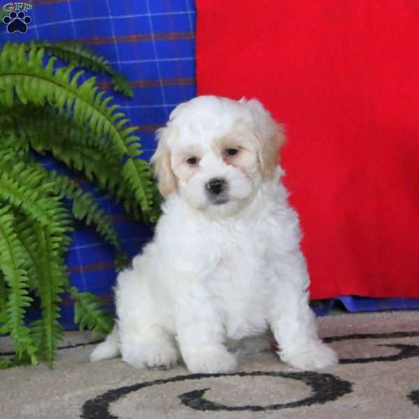 Jake, Miniature Poodle Mix Puppy