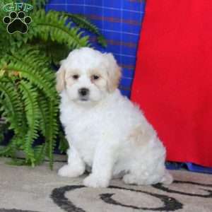 Jake, Miniature Poodle Mix Puppy