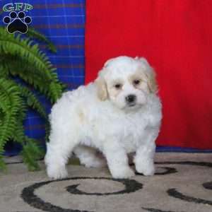 Jake, Miniature Poodle Mix Puppy