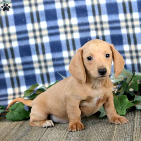 Jamie – Mini, Dachshund Puppy