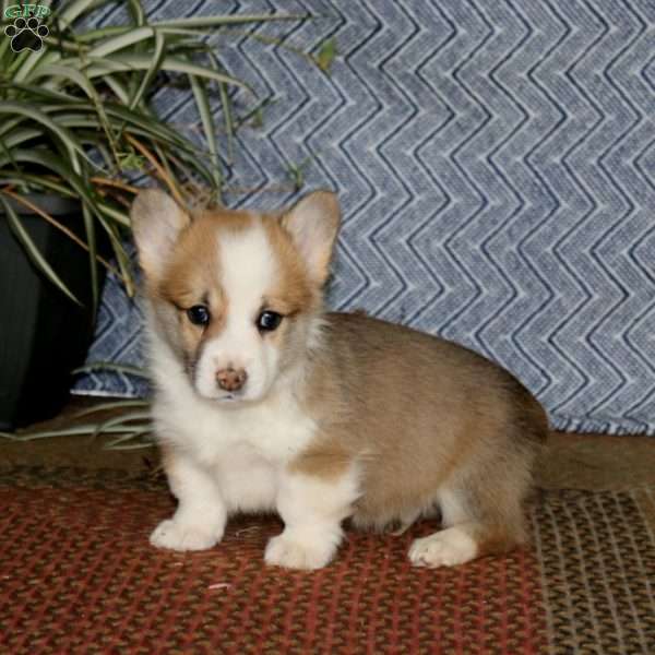 Jamie, Pembroke Welsh Corgi Puppy
