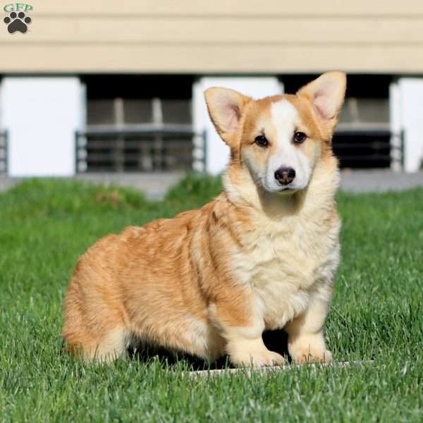 Jamie, Pembroke Welsh Corgi Puppy