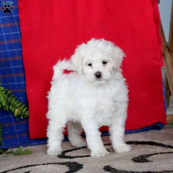 Jamie, Miniature Poodle Mix Puppy