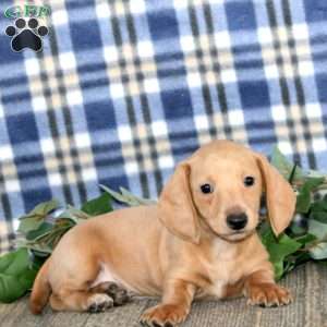 Jamie – Mini, Dachshund Puppy