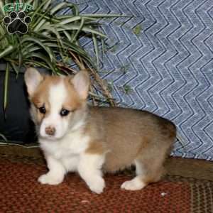 Jamie, Pembroke Welsh Corgi Puppy