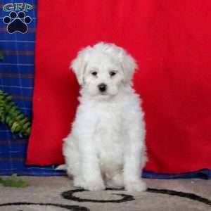Jamie, Miniature Poodle Mix Puppy
