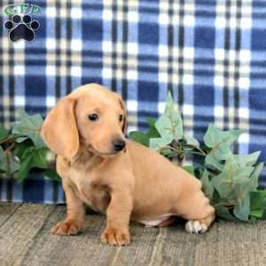 Jamie – Mini, Dachshund Puppy