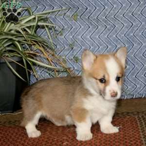 Jamie, Pembroke Welsh Corgi Puppy