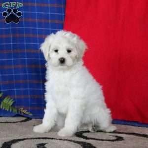 Jamie, Miniature Poodle Mix Puppy