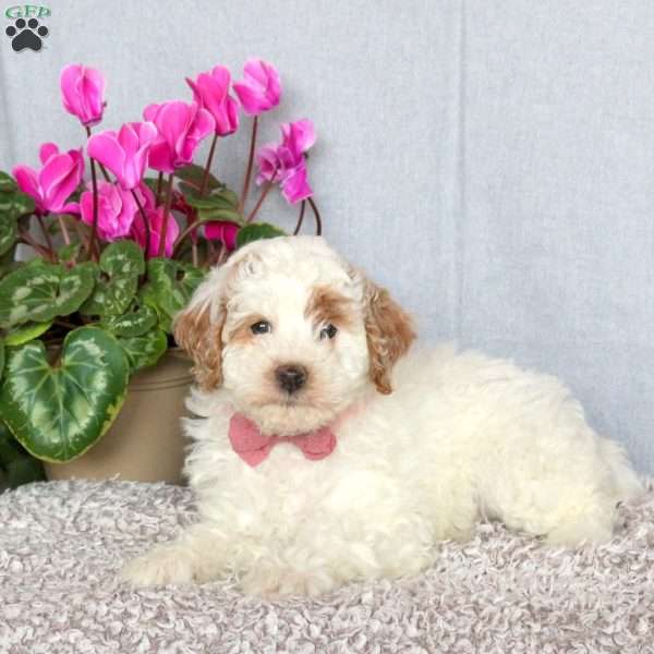 Jana, Mini Goldendoodle Puppy