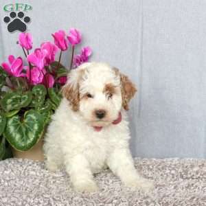 Jana, Mini Goldendoodle Puppy